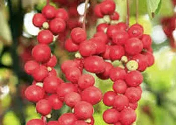Schisandra Berry